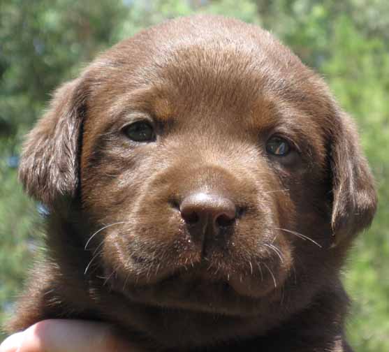 Labrador Retriever for sale, Labrador retriever puppies for sale in
